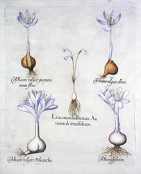Podzimní vločka a luční šafrány, od Hortus Eystettensis, Basil Besler (1561-1629), hospoda. 1613 (ručně kolorovaná rytina)