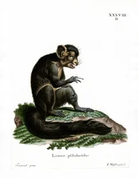 Aye-Aye (barevné rytí)