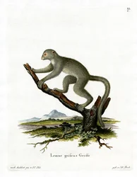Bamboo Lemur (barevná rytina)