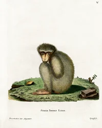 Barbary Ape (barevná rytina)