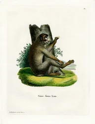 Barbary Ape (barevná rytina)