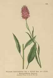 Rampion betonový (Phyteuma betonicaefolium)