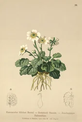 Pryskyřník pravý (Ranunculus bilobus, Ranunculus Bertolonii)