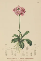 Prvosenka ptačí (Primula farinosa)