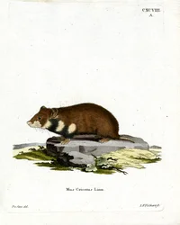 Křeček černobřichý