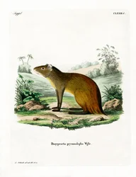 Agouti s černým rumpedem (barevná rytina)
