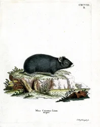 Křeček černý