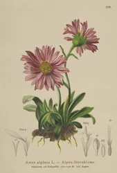 Modrá alpská sedmikráska (Aster alpinus)