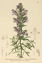Modrý drak (Dracocephalum Ruyschianum)