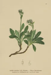Modrá zední řeřicha (Arabis caerulea, Arabis coerulea)