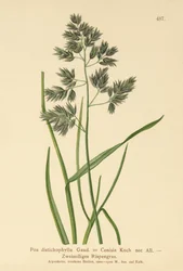 Bluegrass (Poa distichophylla, Poa Cenisia, Poa contracta, Poa fontqueri, Poa oreophila, Poa psychrophila)