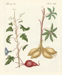Chlebové rostliny