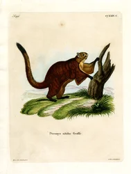 Brilliant Flying Squirrel (barevná rytina)