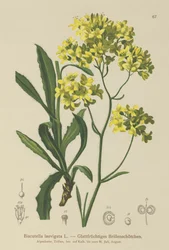 Buckler hořčice (Biscutella laevigata)
