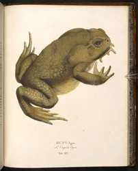 Bufo auga, ropucha třtinová nebo obrovská mořská ropucha, z filmu „Animalia nova...“ od Johanna Baptista von Spix, Mnichov