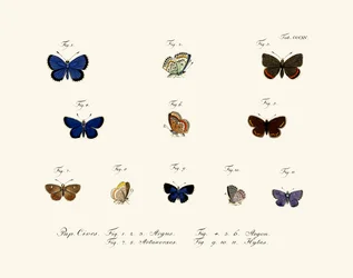 Motýli, 1783-1806