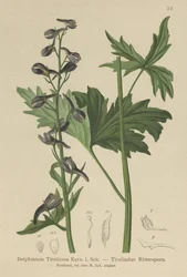 Svíčka Larkspur (Delphinium elatum, Delphinium tiroliense)