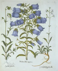 Canterbury Bells, White Bladder Campion, Nottingham Catchfly, od Hortus Eystettensis, Basil Besler (1561-1629), hospoda. 1613 (ručně kolorovaná rytina)