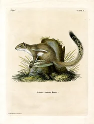 Sysel kapský (barevná rytina)