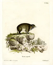 Cape Hyrax (barevná rytina)