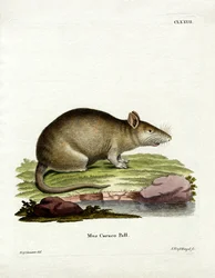 Caraco (barevné rytí)