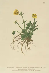 Pryskyřník korutanský (Ranunculus Carinthiacus, Ranunculus gracilis)