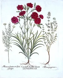 Karafiát, kočičí tymián a obyčejná levandule bavlna, od Hortus Eystettensis, Basil Besler (1561-1629), hospoda. 1613 (ručně kolorovaná rytina)