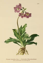 Prvosenka kraňská (Primula Carniolica)