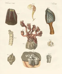 Cirrhipodas, štětinatci nebo ramenonožci (barevné rytí)