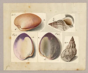 Škeble a mořský šnek: Venus Mercenaria Linnaei, Buccino glacioli Linnaei, 1785 (wc na papíře)