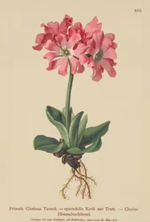 Clusiana prvosenka (Primula Clusiana, Primula spectabilis)