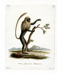 Colobus Monkey (barevná rytina)