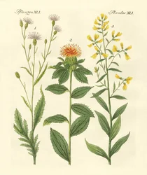 Barevné rostliny
