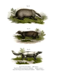 Jezevec obecný, 1860