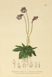 Máselník obecný (Pinguicula vulgaris)