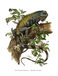 Leguán obecný (barevný litho)