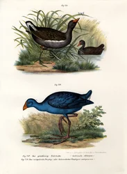 Slípka zelenonohá, 1864