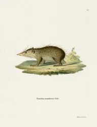 Tenrec obecný (barevné rytí)