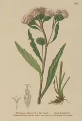 Pila obecná (Saussurea alpina)