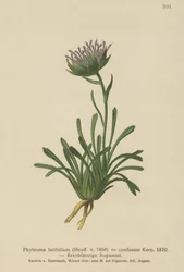 Rampion zmatený (Phyteuma confusum, Phyteuma latifolium, Phyteuma hemisphaericum