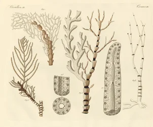 Korálové polypy (barevné rytí)