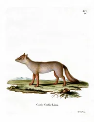 Corsac Fox (barevné rytí)