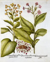 Cranberry and Flowering Tobacco, from Hortus Eystettensis, Basil Besler (1561-1629), pub. 1613 (ručně kolorovaná rytina)