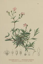 Plíživý dětský dech (Gypsophila repens)