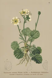 Crowfoot (Ranunculus crenatus)