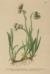 Týn obecný (Gnaphalium Carpathicum)