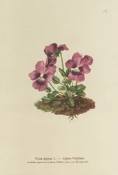 Cyclamen, Alpská Fialka (Viola alpina)