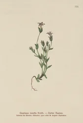 Dánský trpasličí hořec (Gentiana tenella, Gentianella tenella, Comastoma tenellum)