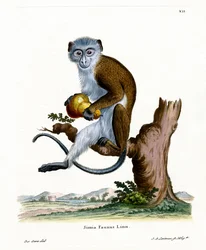 Diana Monkey (barevná rytina)