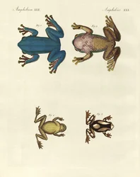 Různé druhy cizích rosniček (barevné rytí)